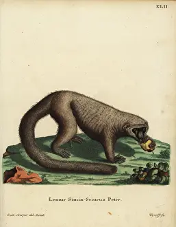 Mongoose lemur, Eulemur mongoz. Critically endangered