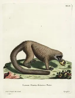 Mongoose lemur, Eulemur mongoz. Critically endangered