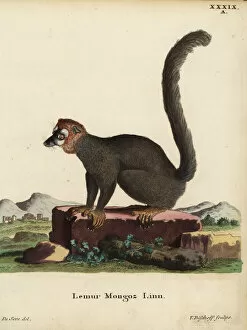 Critically Collection: Mongoose lemur, Eulemur mongoz. Critically endangered