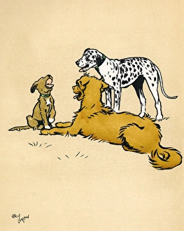 Pedigree Gallery: Mongrel puppy examined by two pedigree dogs in the park