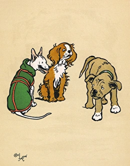 Pedigree Gallery: Mongrel puppy with two pedigree dogs in the park