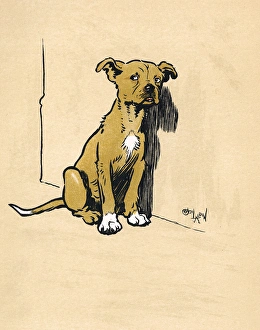 Mongrel puppies for sales sale