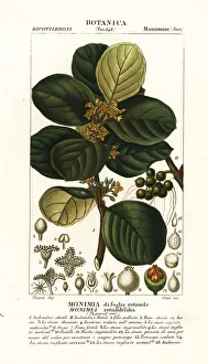 Feuilles Prints: Monimia rotundifolia