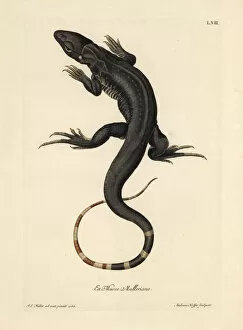 Georg Collection: Monitor lizard, Varanus species