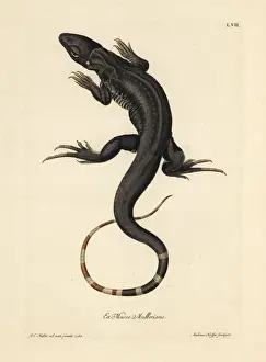 Monitor lizard, Varanus species