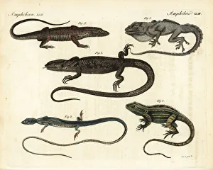 Agama Gallery: Monitors and lizards