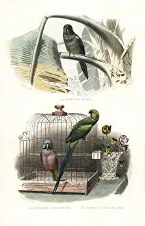 Edouardtravies Prints: Monk parakeet, red-breasted parakeet and rose-ringed