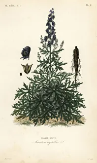 Alphonse Leon Gallery: Monk s-hood, aconite or wolfsbane