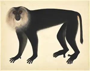 Simia Prints: Monkey