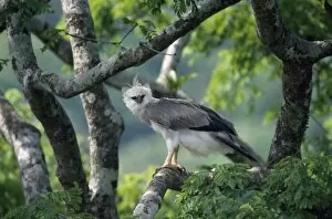 Philippine Collection: Monkey-eating / Philippine Eagle - in tree
