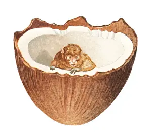 Monkey inside a coconut on a cutout greetings card