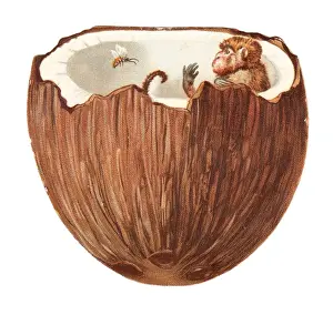 Monkey inside a coconut on a cutout greetings card