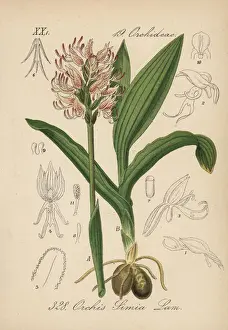 Orchis Prints: Monkey orchid, Orchis simia