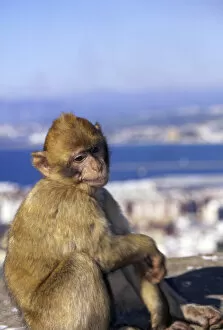 Images Dated 27th January 2017: Monkey, possibly on the island of Gibraltar