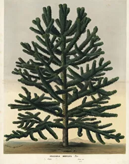 Tail Collection: Monkey puzzle tree, Araucaria araucana. Endangered