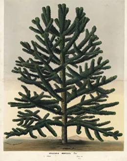 Europe Gallery: Monkey puzzle tree, Araucaria araucana. Endangered