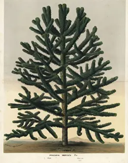 Monkey puzzle tree, Araucaria araucana. Endangered