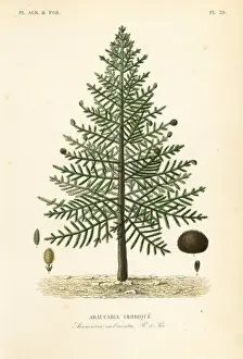 Monkey puzzle tree, Araucaria araucana. Endangered
