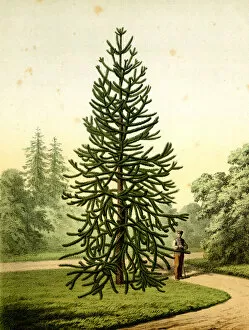 Images Dated 12th September 2019: Monkey Puzzle Tree, Araucaria Imbricata Pavon