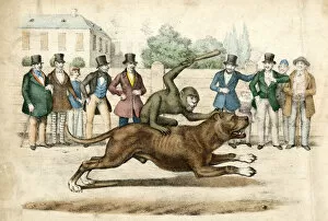 MONKEY RIDES A DOG / 1845