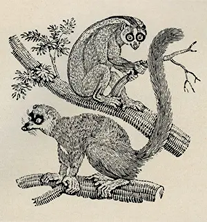 Mona Prints: Monkeys