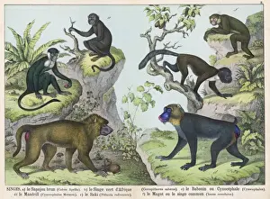 Six Monkeys