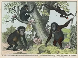Four Monkeys