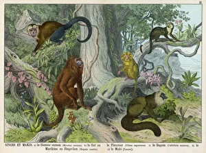 Monkey Gallery: Five Monkeys