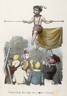 Agility Gallery: Monkeys Agility