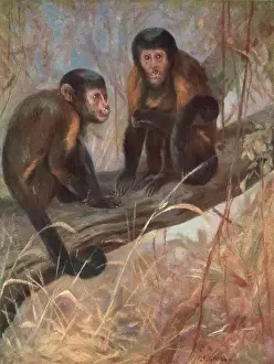Monkeys / Capuchins / Swan