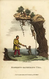 Antoine Collection: Monkeys gathering leaves from tea bushes high