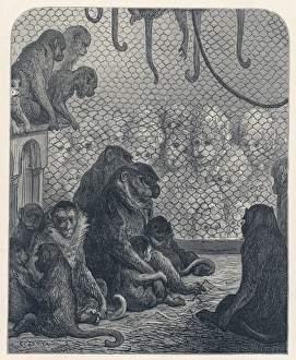 Forlorn Collection: Monkeys and Sightseers