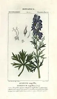 Napellus Prints: Monks hood, Aconitum napellus