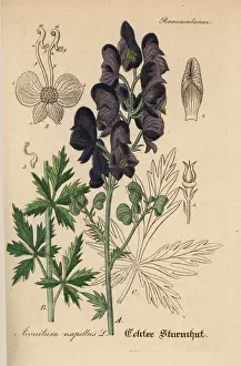 Wolfsbane Prints: Monks hood, Aconitum napellus