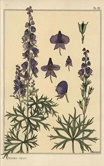 Andtheirapplicationtoornament Collection: Monks hood botanical study
