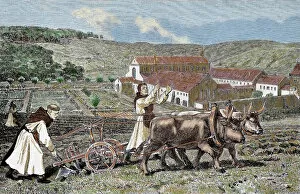Agriculturist Gallery: Monks ploughing the land with oxen. Germany
