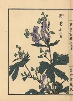 Monkshood, Aconitum napellus