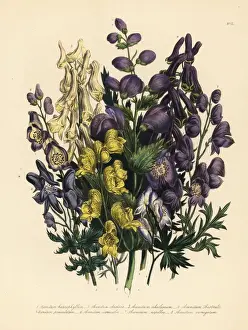 Monkshood or Aconitum species