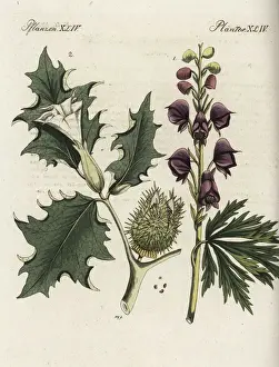 Monkshood and datura