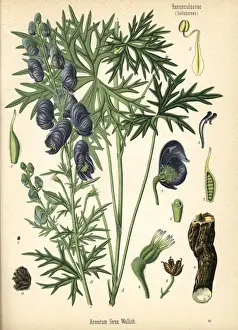 Adolph Prints: Monkshood or Indian aconite, Aconitum ferox