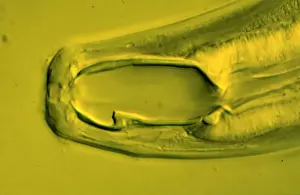 Predatory Prints: Monochus aquaticus, nematode