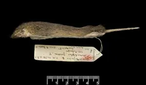 Marsupial Prints: Monodelphis fosteri, shrewish short-tailed opossum