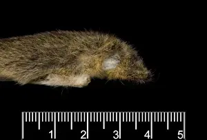 Monodelphis fosteri, shrewish short-tailed opossum