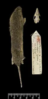 Monodelphis fosteri, shrewish short-tailed opossum