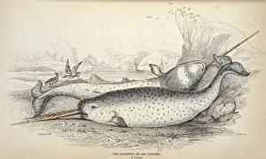 Monodon monoceros, narwhal
