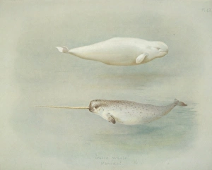 Monodon monoceros, narwhal and Delphinapterus leucas, beluga Monodon monoceros, narwhal and Delphinapterus leucas, beluga