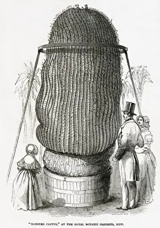 Monster Cactus at Kew Gardens 1846