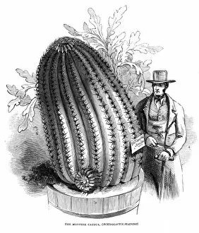 Images Dated 20th May 2011: Monster Cactus at the Royal Botanic Gardens, Kew, 1845
