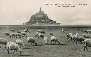Flavour Collection: Mont Saint Michel, France - Sheep Grazing on salt meadows