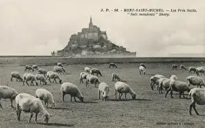 Mont Saint Michel, France - Sheep Grazing on salt meadows